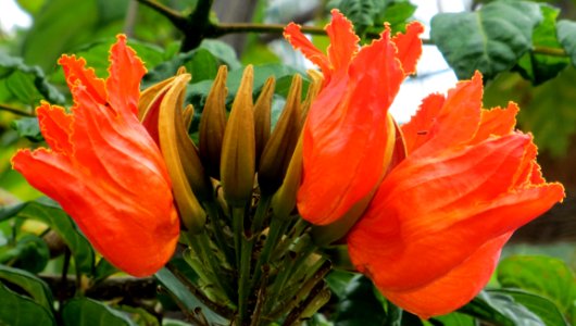 Tuliplike Orange Hawaiian Flowers