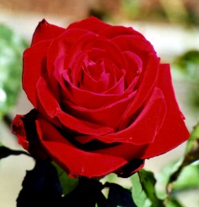 Red Rose photo