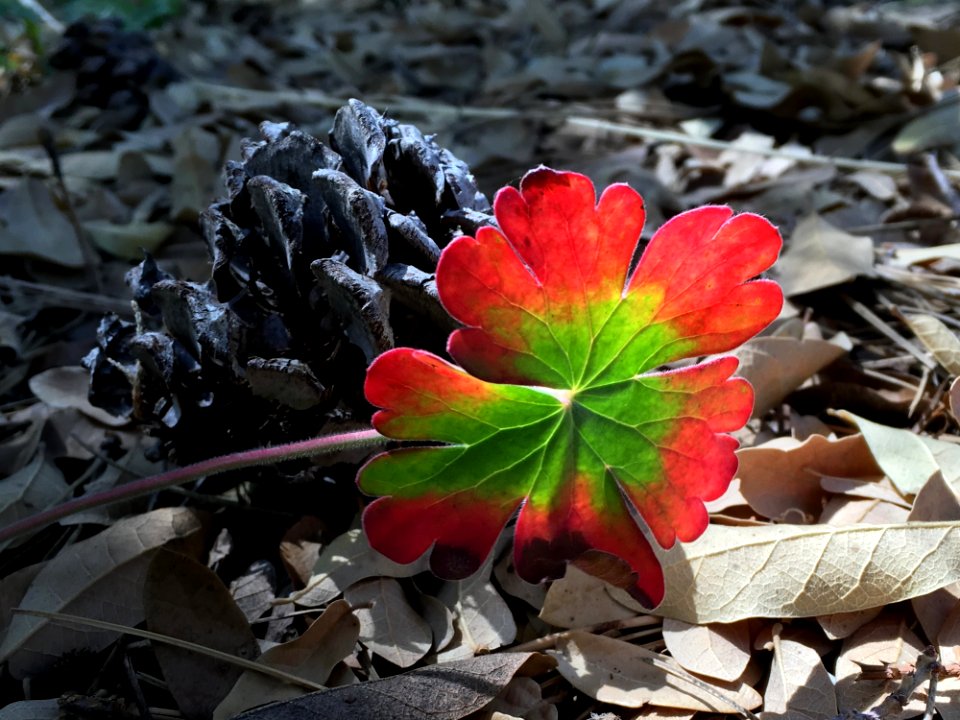 2016366150 Tiny Wonders