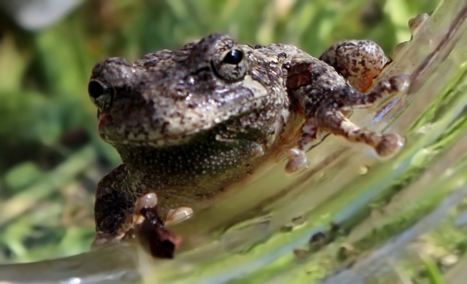 Frog 4