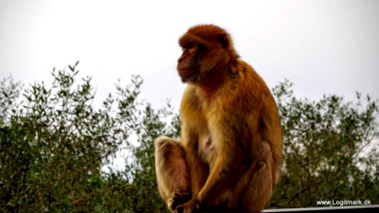 Primate Sky Vertebrate Mammal