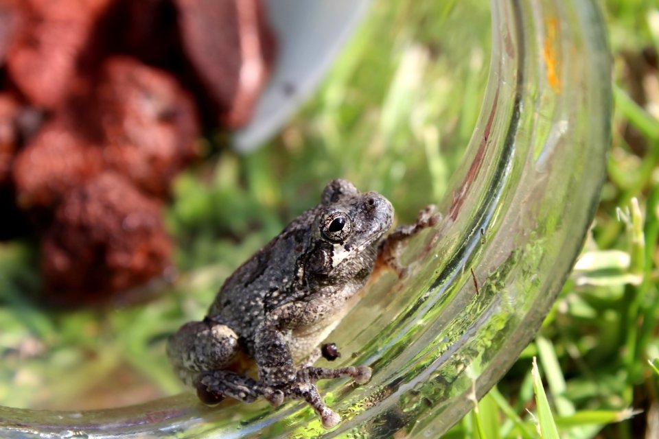 Frog 2