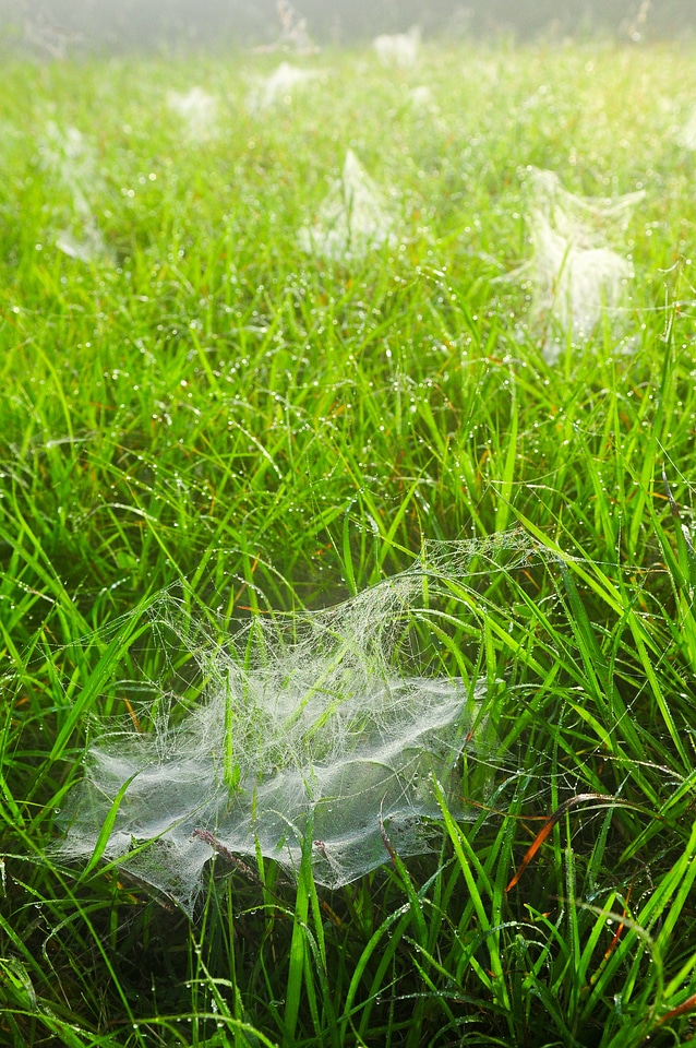 Drops droplets wet