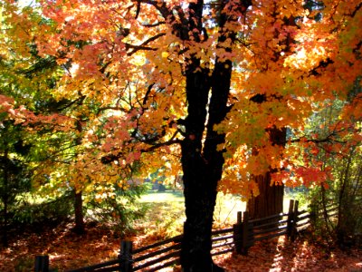 Autumn Maple Tree 1