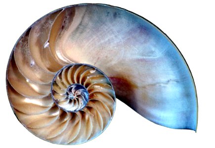 Nautilus Shell Slice photo