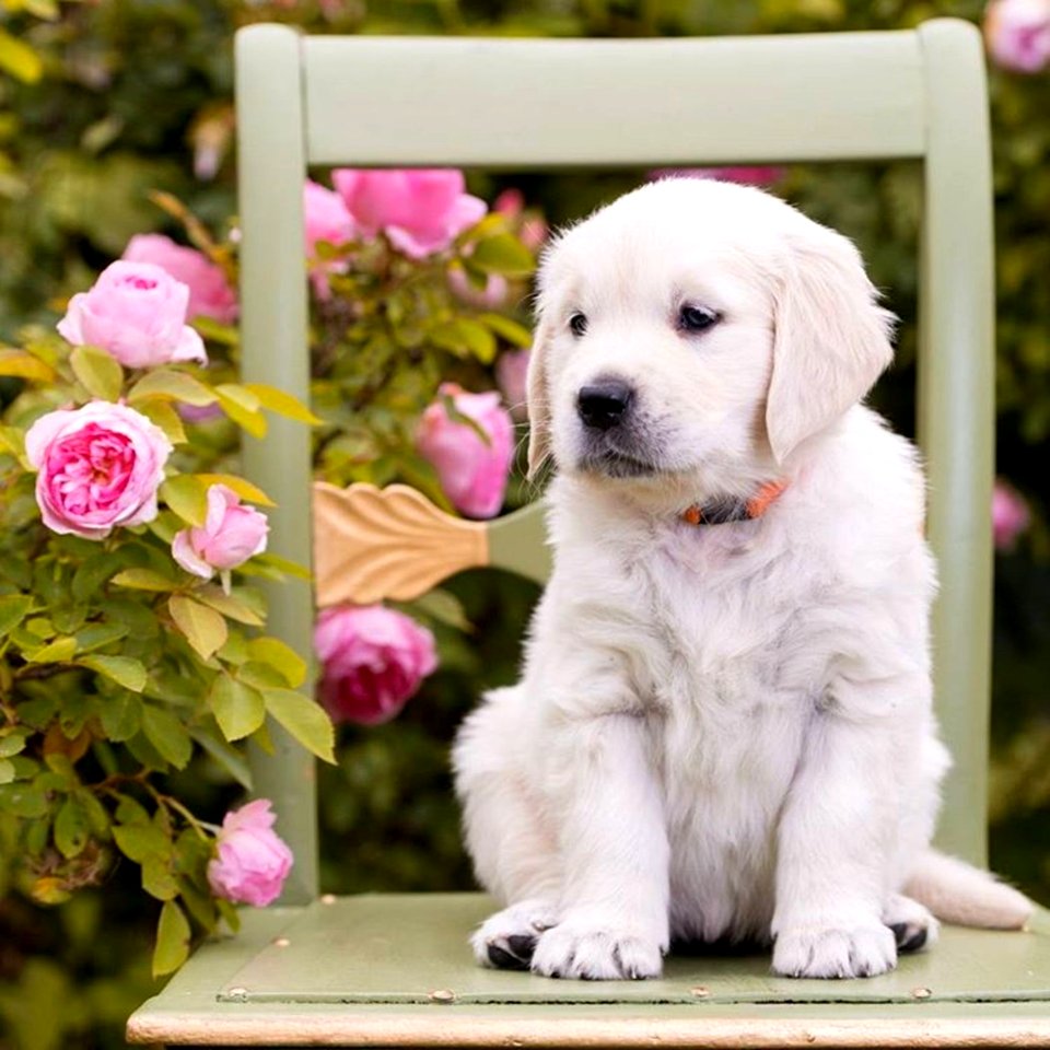Cute Puppies  January 09 2016 At 1001PM