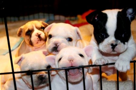 Cute Puppies  December 18 2015 At 0513AM