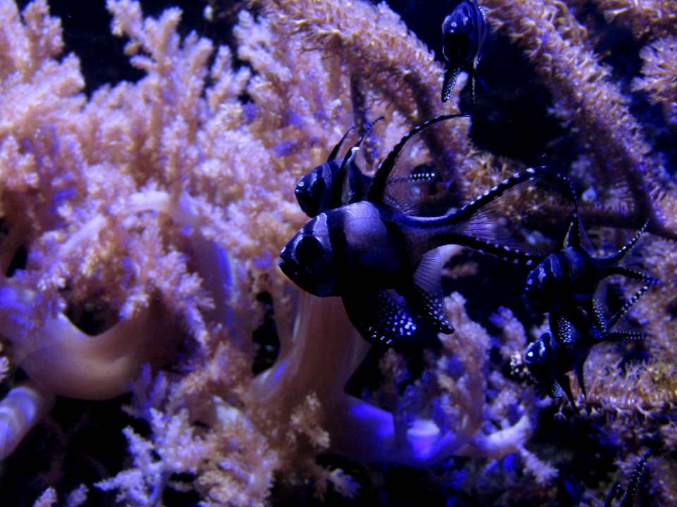 Apogon De Kaudern Ou Poisson-cardinal De Banggai (Pterapogon Kauderni)