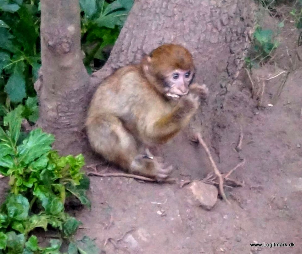Primate Plant Rhesus Macaque Fawn