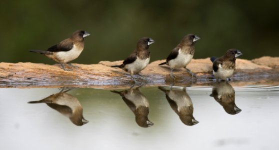 Four Birds By Water