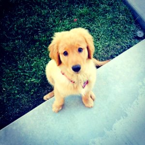 Cute Puppies  December 16 2015 At 0901PM