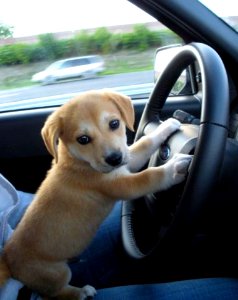 Cute Puppies  December 18 2015 At 1217AM