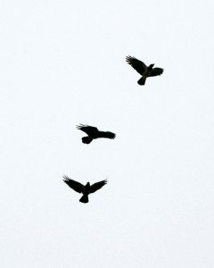 Black Crows