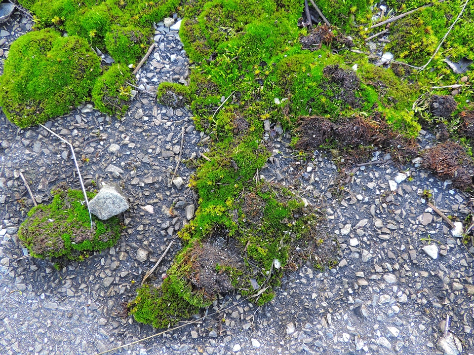 Closeup macro forest litter