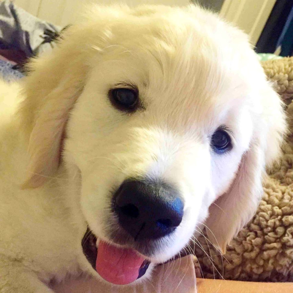 Cute Puppies  January 09 2016 At 0958PM