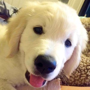 Cute Puppies  January 09 2016 At 0958PM