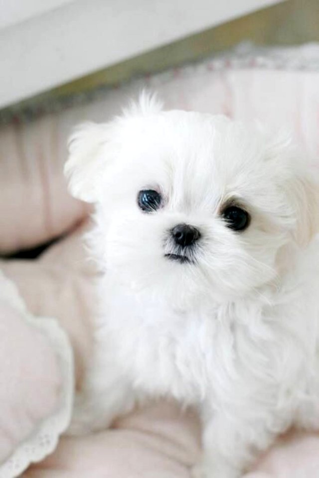 Cute Puppies  December 17 2015 At 0422AM