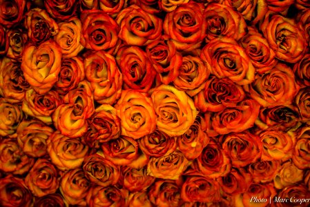 Rosy Outlook
