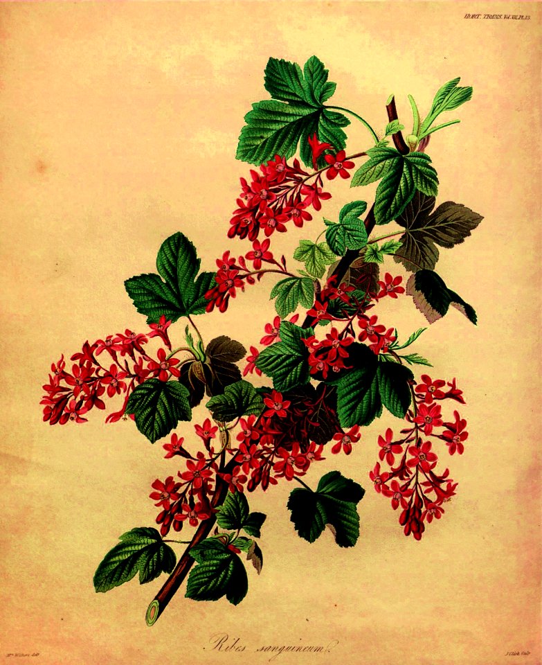 Red-flowering Currant (1835)