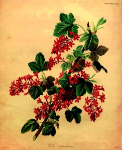 Red-flowering Currant (1835)