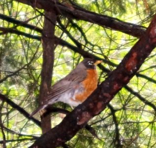 Bird Plant Beak Tree