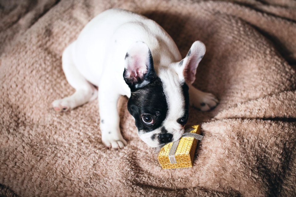 Puppy Eating His Present