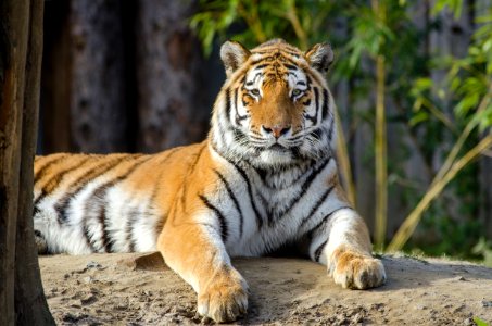 Tiger photo