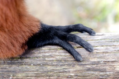 Red Ruffed Lemur
