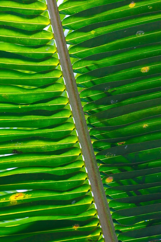 Geometric geometrical green