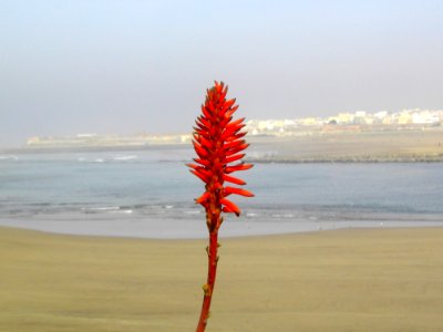 La Flor De Rabat photo