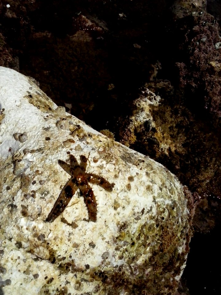 Bedrock Wood Formation Outcrop