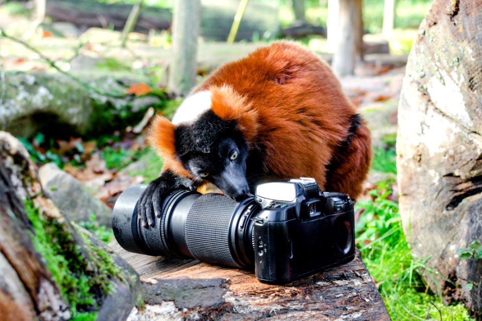 Red-ruffed Lemur Eats Nikon F70
