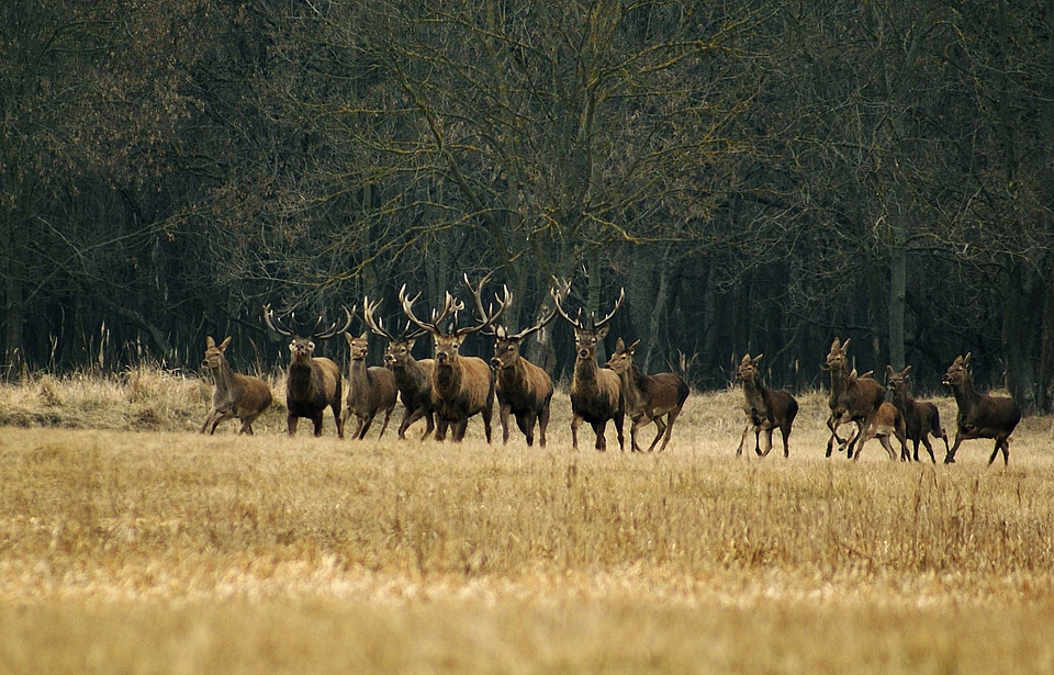 Forest wildlife wild