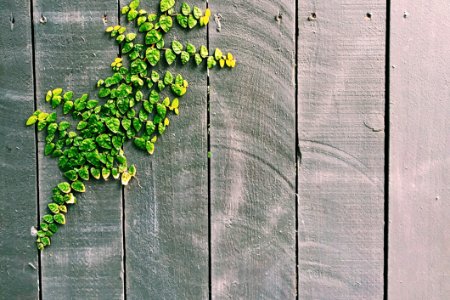 Green Leaf On Gray Wooden Fence photo