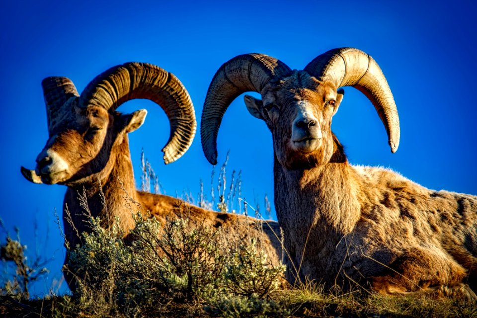 Rams Against Blue Skies