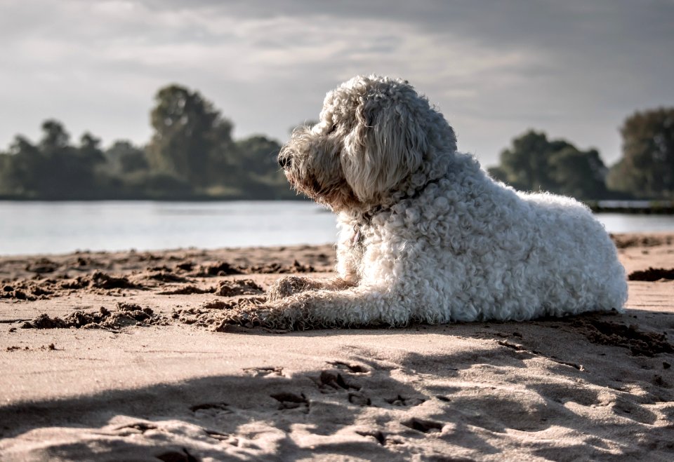White Dog Sitting On Seashore