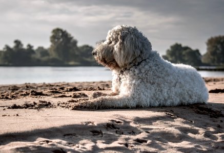 White Dog Sitting On Seashore