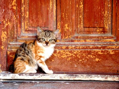 Domestic Cat By Wooden Door photo