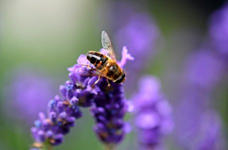 Bee On Purple Lavender photo