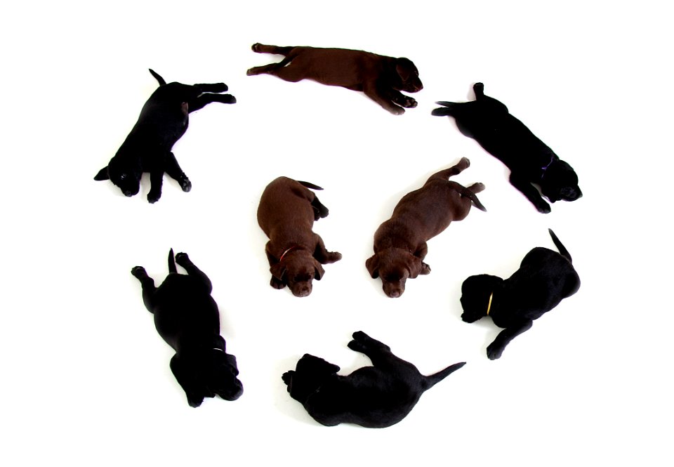 Black And Brown Labrador Puppies In A Circle Formation With 2 In The Middle