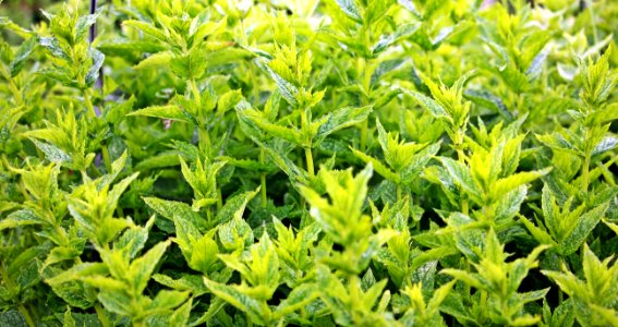 Close Up Photo Of Green Leafed Plants photo