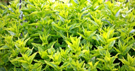 Close Up Photo Of Green Leafed Plants