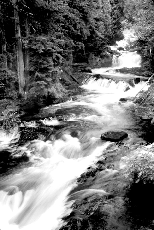 Grayscale Photography Of Running River Surrounded Forest During Daytime