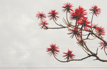 Red Flowers Bloomed Front Brown Tree Branch photo