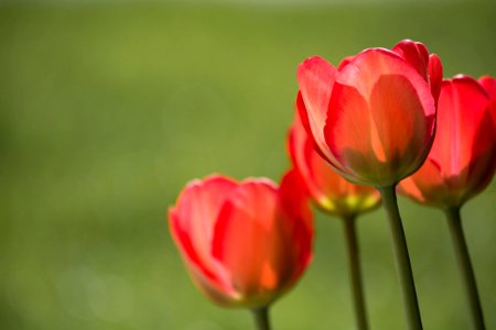 Red Petaled Flower During Daytime