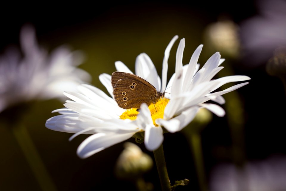 Brown Butterfly On Daisy