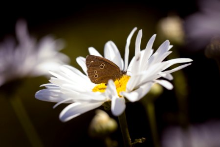 Brown Butterfly On Daisy photo