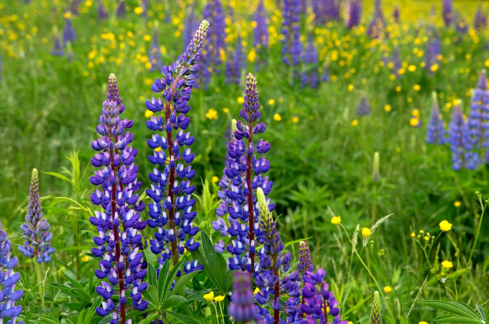 Purple And White Flower