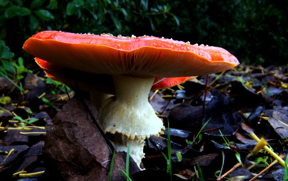 Amanita Muscaria (4)
