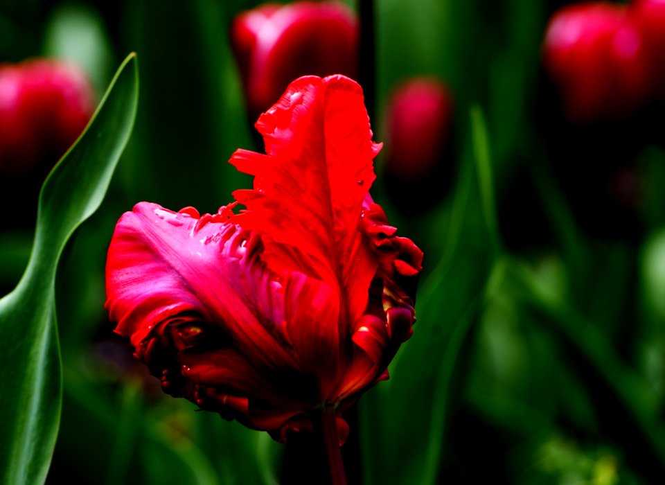 Tulips (15)